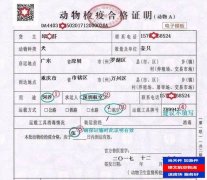 飛機空運寵物多少錢？寵物托運怎么辦理？