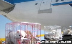 上海寵物托運：上海寵物托運公司哪家好？要多少錢？